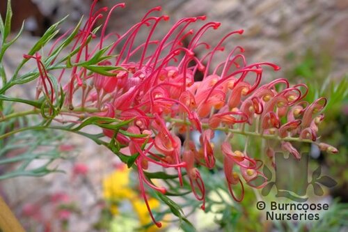 GREVILLEA 'Coastal Sunset'  