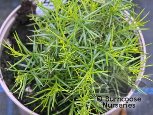 GREVILLEA gracilis 'Alba' 