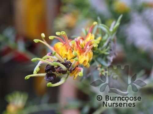 GREVILLEA 'Ignite'  