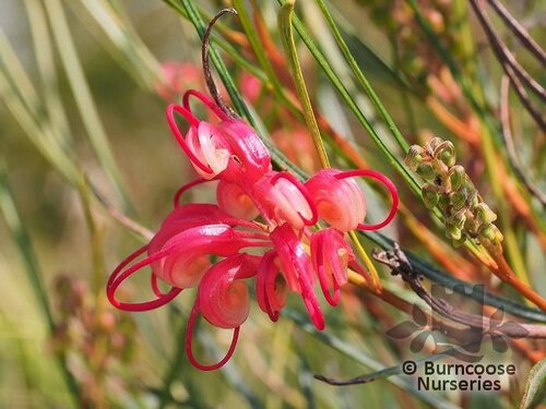 GREVILLEA johnsonii  
