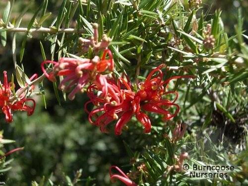 GREVILLEA juniperina  