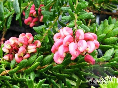 GREVILLEA lanigera 'Mount Tamboritha 
