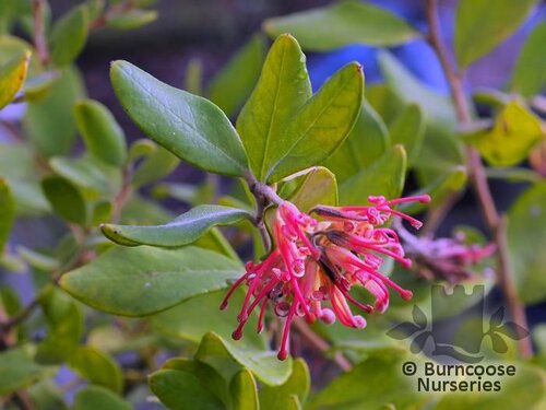 GREVILLEA miqueliana subsp. moroka 