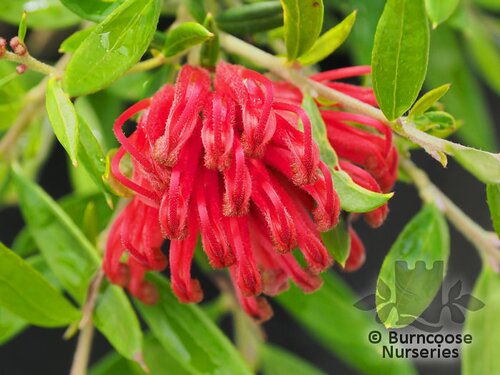 GREVILLEA 'New Blood'  