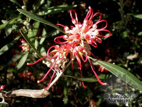 GREVILLEA olivacea  