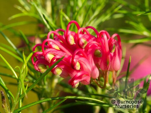 GREVILLEA 'Olympic Flame'  