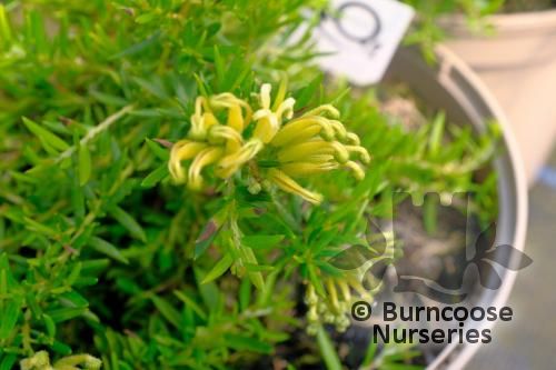 GREVILLEA prostrata 'Aurea' 