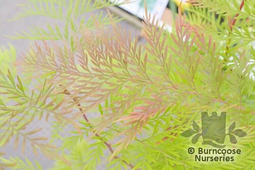 GREVILLEA robusta  