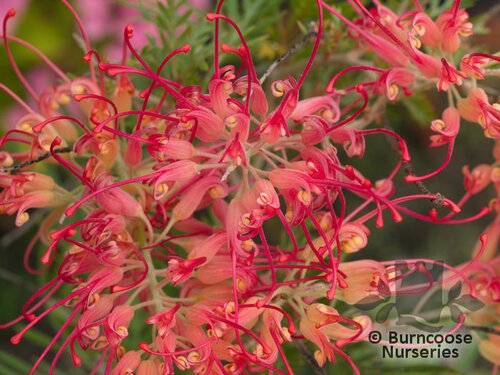 GREVILLEA 'Robyn Gordon'  