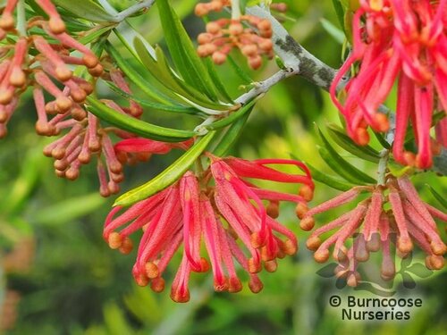 GREVILLEA rosmarinifolia  