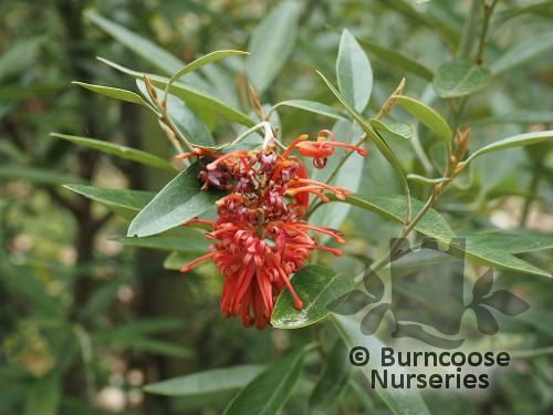 GREVILLEA victoriae  