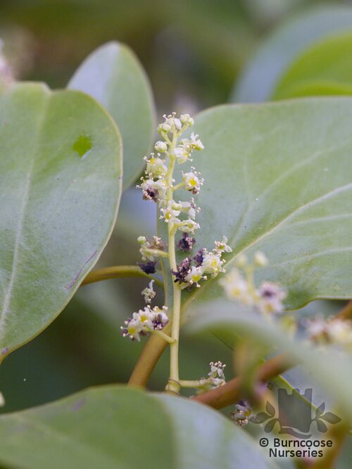 GRISELINIA littoralis  