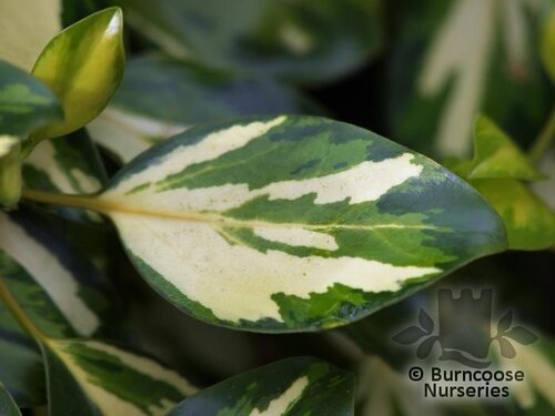 GRISELINIA littoralis 'Dixons Cream' 