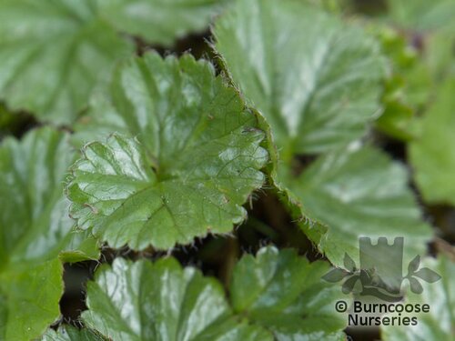 GUNNERA magellanica  
