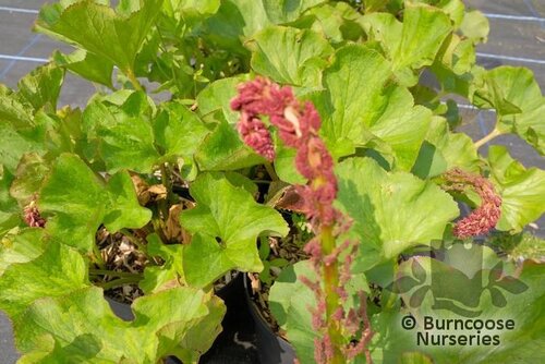 GUNNERA perpensa  