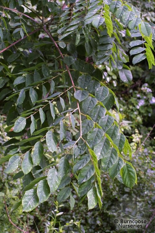 GYMNOCLADUS dioica  