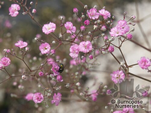 GYPSOPHILA 'Flamingo'  