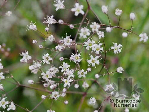 GYPSOPHILA 'Snowflake'  