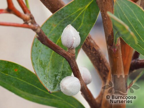 PROTEA Hakea laurina 