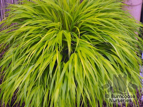 HAKONECHLOA macra 'All Gold' 