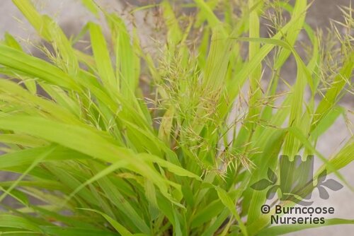 HAKONECHLOA macra  