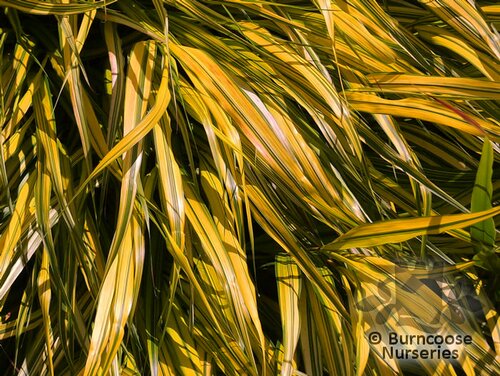 HAKONECHLOA   