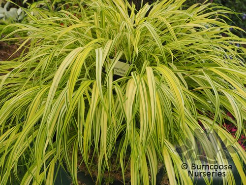 HAKONECHLOA macra 'Aureola' 