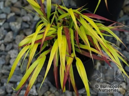 HAKONECHLOA macra 'Sunflare' 