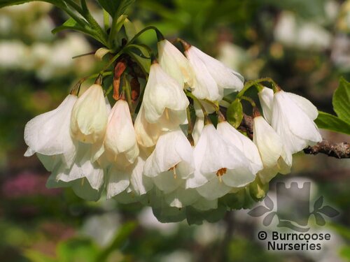 HALESIA carolina  