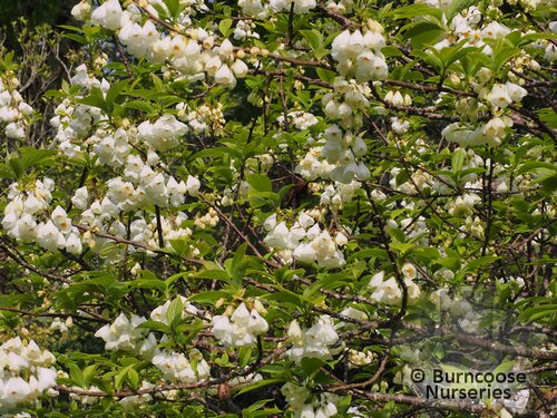 HALESIA   