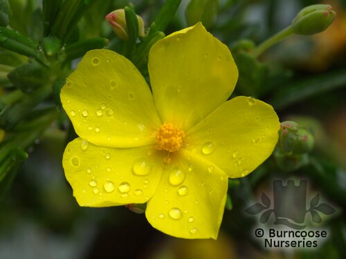 HALIMIUM calycinum  