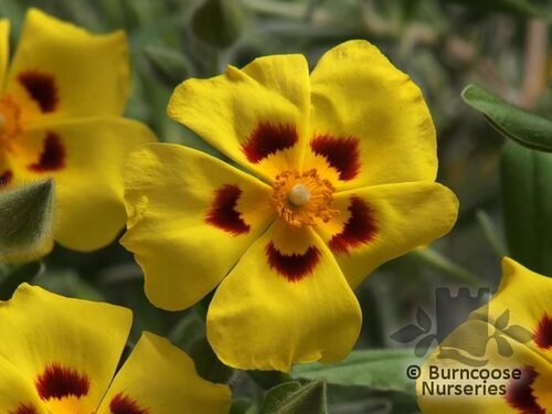 HALIMIUM lasianthum  