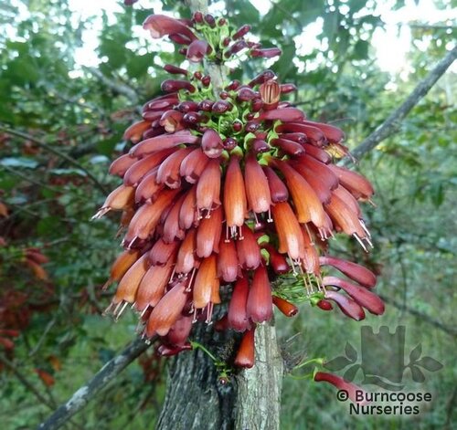 HALLERIA lucida  