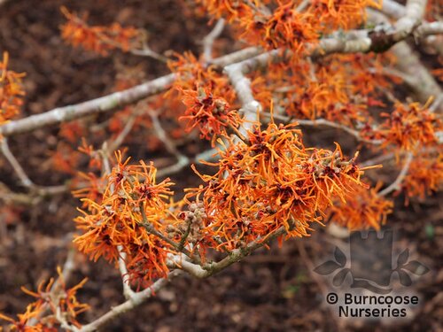 HAMAMELIS x intermedia 'Aphrodite' 