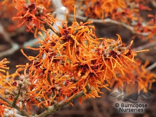 HAMAMELIS   