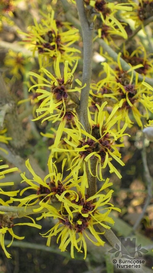 HAMAMELIS mollis 'Jermyns Gold' 