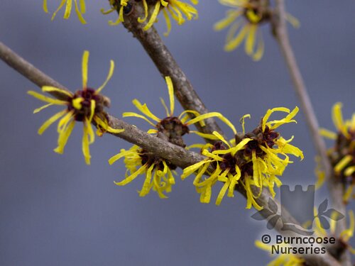 HAMAMELIS mollis  
