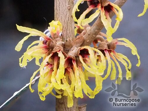HAMAMELIS x intermedia 'Primavera' 