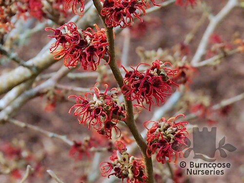 HAMAMELIS x intermedia 'Rubin' 