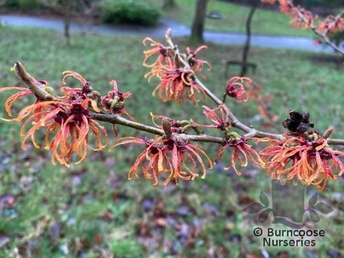 HAMAMELIS x intermedia 'Diane' 