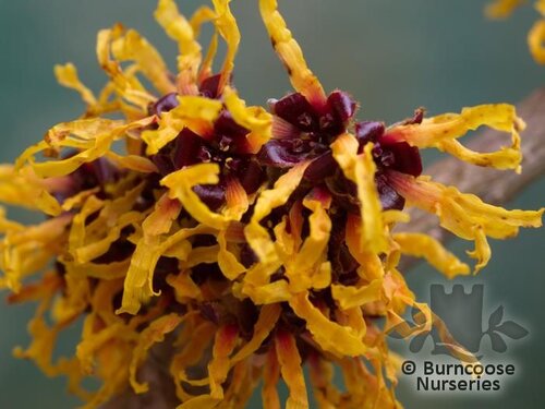 HAMAMELIS x intermedia 'Orange Beauty' 