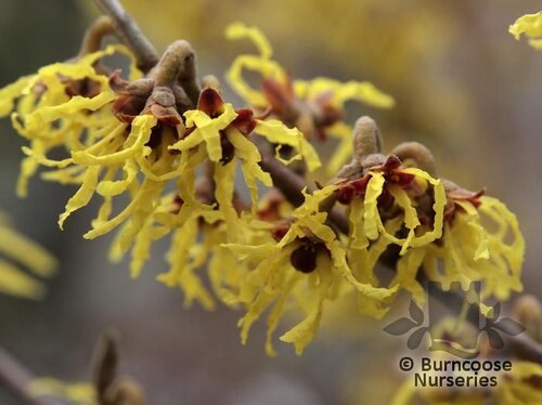 HAMAMELIS x intermedia 'Arnold Promise' 