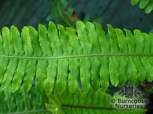 HARDY FERNS Blechnum discolor 