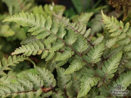 HARDY FERNS Athyrium niponicum var. pictum 'Red Beauty'