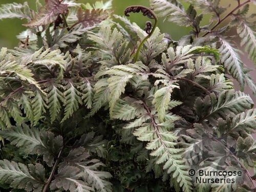 HARDY FERNS Athyrium niponicum var. pictum 