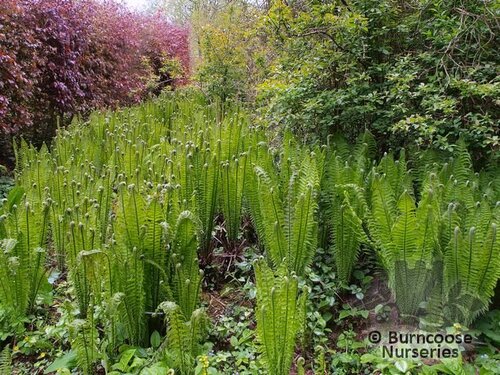 HARDY FERNS Matteuccia struthiopteris  