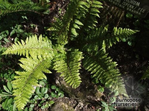 HARDY FERNS Polystichum braunii 