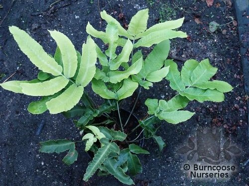 HARDY FERNS Dryopteris sieboldii 
