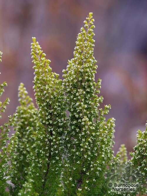 HEATHERS Erica arborea 'Estrella Gold' 
