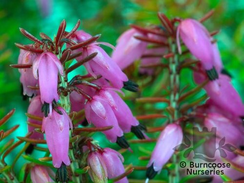 HEATHERS Erica carnea 'Ann Sparkes' 